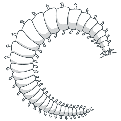 Farmed polychaetes by ProChaete | functional protein